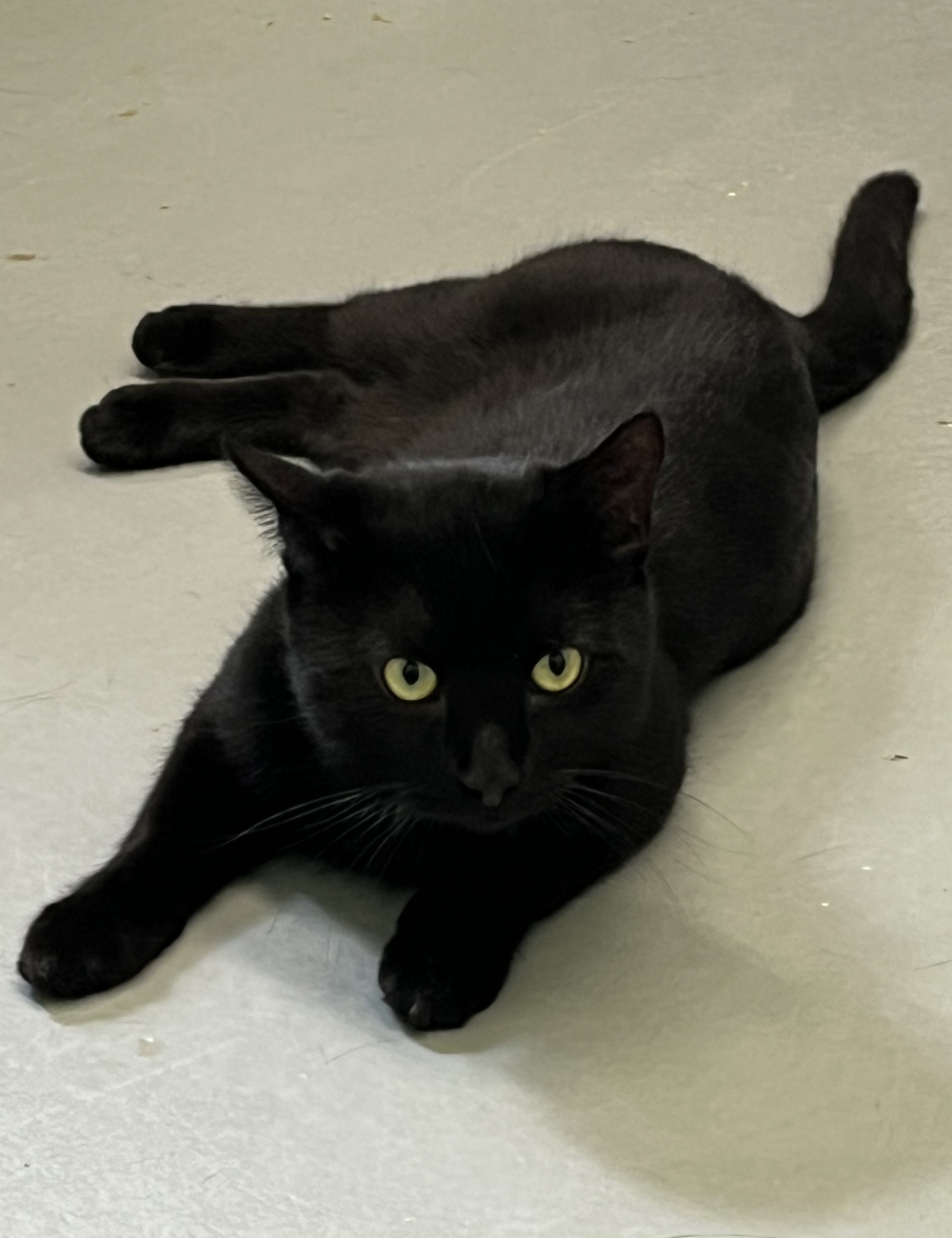 Black Cat Rescue 2024 Christine Marie Ford